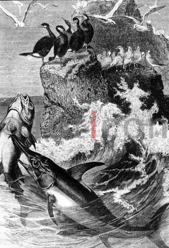 Schwertfisch | Swordfish - Foto foticon-600-simon-meer-363-049-sw.jpg | foticon.de - Bilddatenbank für Motive aus Geschichte und Kultur
